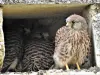 Young peregrine falcons (© P.VanBever)