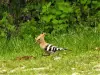 A hoopoe in Vendoire (© P.VanBever)