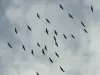 Passage of cranes above Vendoire (© P.VanBever)