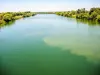 La Saône, en aval du pont de Verdun-sur-le-Doubs (© J.E)