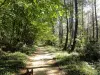 Bosque de Verteuil - Paraje natural en Verteuil-d'Agenais