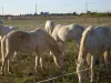 Vic-la-Gardiole - Chevaux au repos