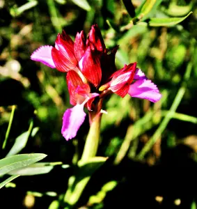 Orchis papilionaceae，稀有，该地区只有一个已知的站点（©Jean Espirat）