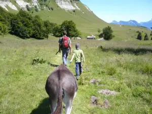 Balade avec les ânes