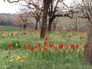 Tulipanes Agen a Villebramar