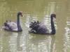 Um casal de cisnes negros