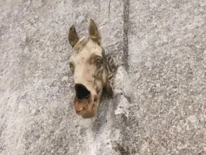 素晴らしい馬の頭、肉屋のサインが残っている