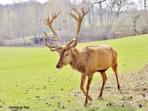 der König des Waldes (© Jean Espirat)