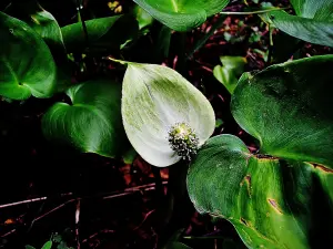 Calla palustris, флора, редкий, озеро (© J.E)