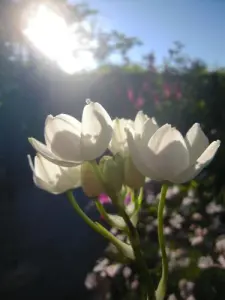 五感の庭-香りの庭からの花