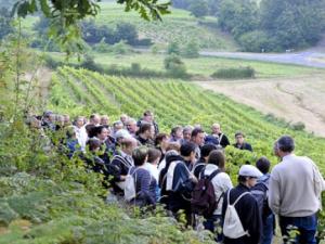Vignes Vins Et Randos En Val De Loire Evenement A Nantes