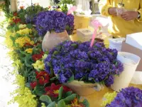 スミレの饗宴 - イベントのTourrettes-sur-Loup