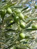 Olives - Maussane-les-Alpilles