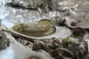 Les huîtres du Pays d'Auray sur votre table