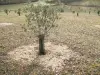Árbol debut con la cosecha de trufa Grabar