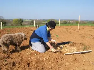 Plantação de carvalhos mycorhizal