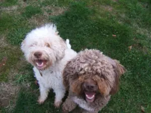 Lagotto Romagnolo, irmão e irmã