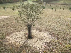 Arbre ayant des débuts de brûlés