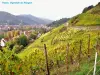 Thann - Vignoble du Rangen (© Jean Espirat)