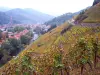 Thann - Vignoble du Rangen après les vendanges (© J.E)