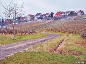 Vignoble de Zellenberg (© Jean Espirat)