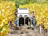 Thann - Vendanges du Rangen (© Jean Espirat)