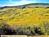 Lumière d'automne sur le vignoble de Westhalten (© J.E)