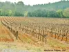 Vignoble de Cotignac (© Jean Espirat)