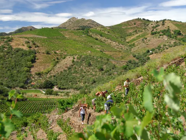 Culturen wijngaarden terrasvormige