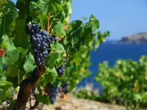 Grenache noir en de zee