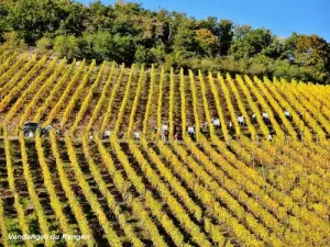 Het uitzicht op de lage oogst van de wijngaard van Rangen (© JE)