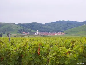 Katzenthal Vignoble (© Jean Espirat)