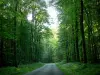 Беллем лес - Лесная дорога обсажена деревьями; в Региональном природном парке Перше