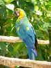 Ботанический сад Deshaies - Ара попугай