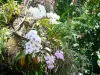 Ботанический сад Deshaies - Орхидеи в цвету