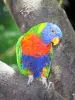 Ботанический сад Deshaies - Лорикет (маленький попугай) из большого вольера