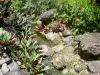 Ботанический сад Deshaies - Река выстлана растениями