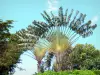 Ботанический сад Deshaies - Деревья путешественника
