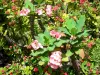 Ботанический сад Deshaies - Тернии Христа в цвету