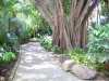 Ботанический сад Deshaies - Прогулка в Ботаническом парке