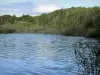 Великие озера Морван - Озеро Сеттонс (искусственное озеро) и его лесистый берег; в Региональном природном парке Морван