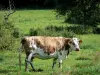 Вернье Суомп - Нормандская корова на цветущем лугу; в Региональном природном парке Петель Нормандской Сены