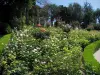 Вилла Эфрусси де Ротшильд - Розовый сад (розы, розы)