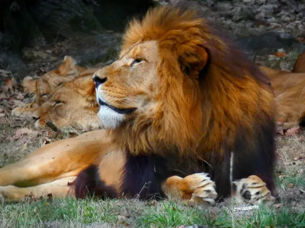 Замок и сафари-зоопарк Туари - Гид по туризму, отдыху и проведению выходных в департам Ивелин
