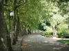 Зонтик - Парки Аллье: усаженная деревьями дорога
