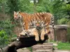 Зоопарк Амневиля - Гид по туризму, отдыху и проведению выходных в департам Мозель