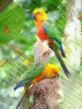 Зоопарк и ботанический парк Мамель - Попугаи