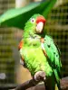 Зоопарк и ботанический парк Мамель - Попугай