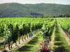 Кагорский виноградник - Гастрономический путеводитель: отдых и выходные в департам Ло