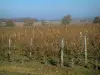 Коньячный виноградник - Вина и деревья